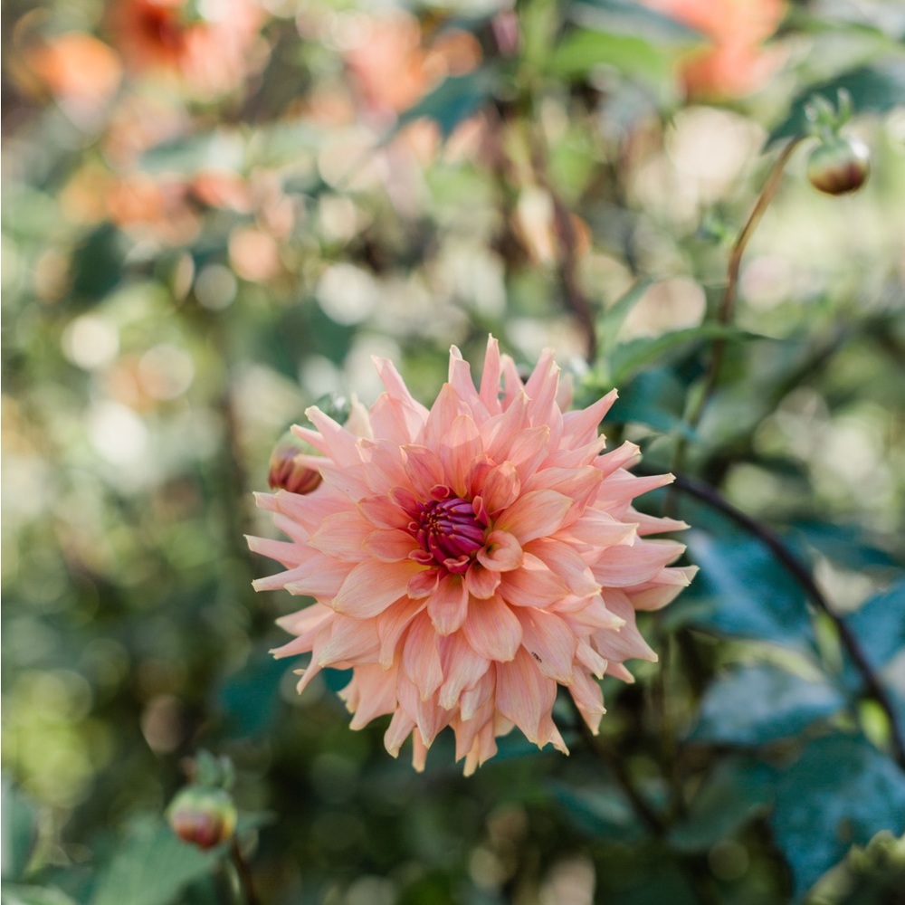 Terracotta Dahlia Tuber